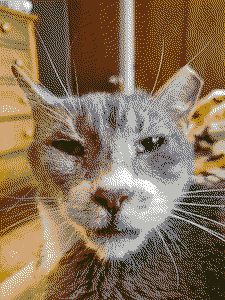 Squeaky stares at you.